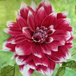 Dahlia Flame